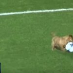 Perro entra en pleno tiro de esquina al campo en Argentina