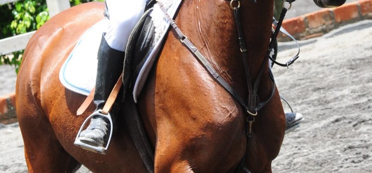 Ecuestre realiza la Copa Camosa