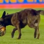 Perro policía se roba balón en pleno partido