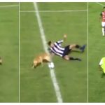 Insólito: El perro que hizo una falta a un jugador