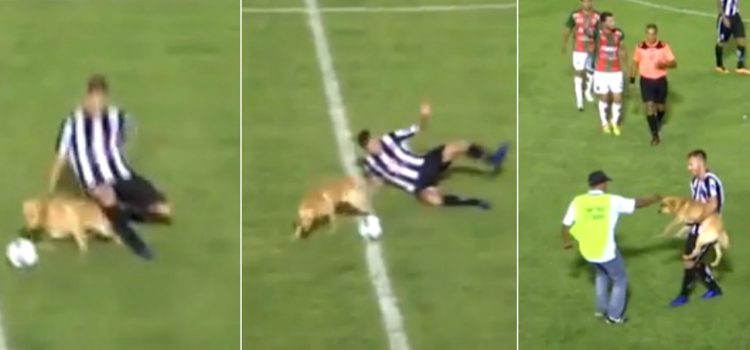 Insólito: El perro que hizo una falta a un jugador