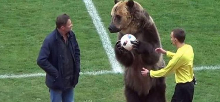 Un oso hizo el saque de honor de un partido de tercera división en Rusia
