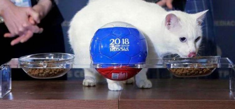 El gato Aquiles predice la victoria de Rusia en el partido inaugural